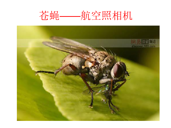 大仪苍蝇最新消息