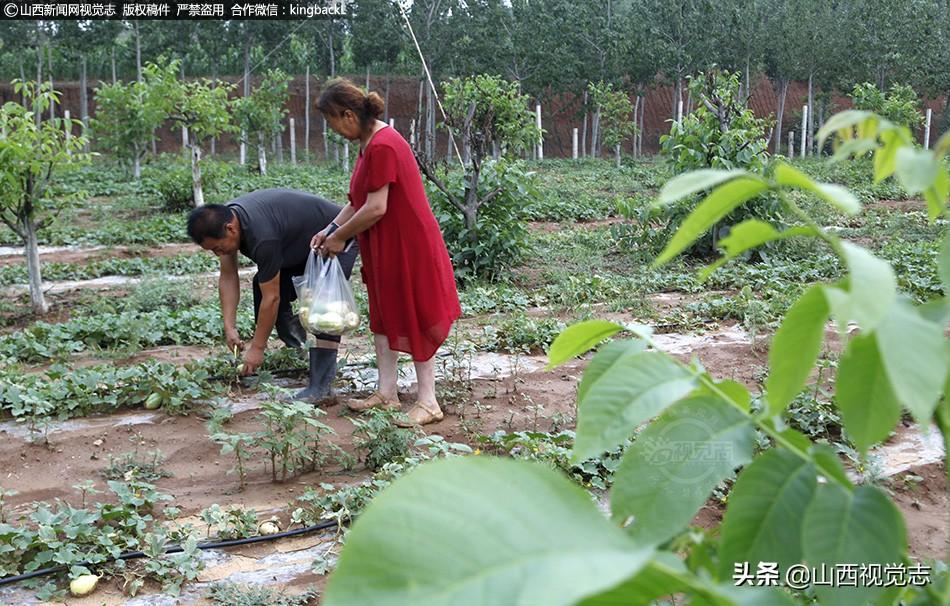 核桃模具革新科技革命，未来科技魔力重塑体验新篇章