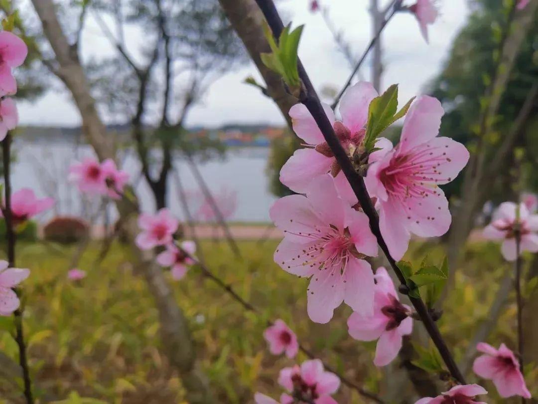 山东疫情最新状况与探索自然美景之旅